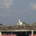 17_40-mast.jpg