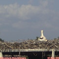17_45-mast.jpg