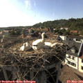17_45-nest.jpg
