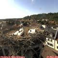 17_50-nest.jpg
