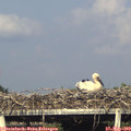 18_00-mast.jpg