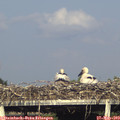 18_05-mast.jpg