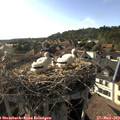 18_05-nest.jpg