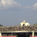 18_10-mast.jpg