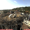 18_10-nest.jpg