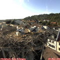 18_15-nest.jpg