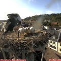 18_20-nest.jpg