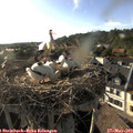 18_25-nest.jpg