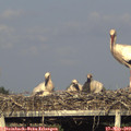 18_30-mast.jpg
