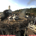 18_30-nest.jpg