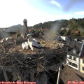 18_35-nest.jpg
