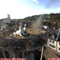 18_40-nest.jpg