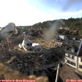 18_45-nest.jpg