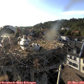 18_50-nest.jpg