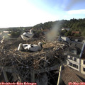 18_55-nest.jpg