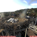 19_00-nest.jpg