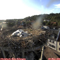 19_05-nest.jpg