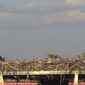 19_10-mast.jpg