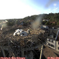 19_10-nest.jpg