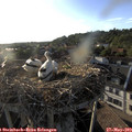 19_15-nest.jpg