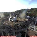 19_20-nest.jpg
