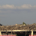 19_25-mast.jpg