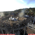 19_25-nest.jpg