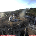 19_30-nest.jpg