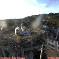 19_35-nest.jpg