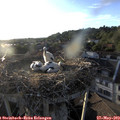 19_40-nest.jpg