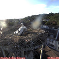 19_45-nest.jpg
