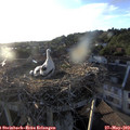 19_50-nest.jpg