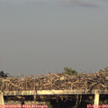19_55-mast.jpg