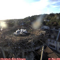 19_55-nest.jpg