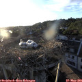 20_00-nest.jpg