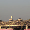 20_05-mast.jpg