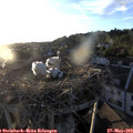 20_05-nest.jpg