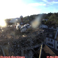 20_15-nest.jpg