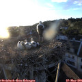 20_25-nest.jpg