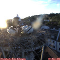 20_35-nest.jpg