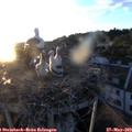 20_45-nest.jpg