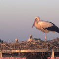 20_55-mast.jpg