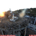 21_00-nest.jpg