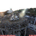 21_10-nest.jpg