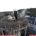 05_30-nest.jpg