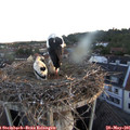 05_40-nest.jpg