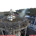 05_45-nest.jpg
