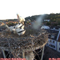 05_50-nest.jpg