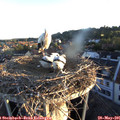 05_55-nest.jpg