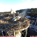 06_00-nest.jpg